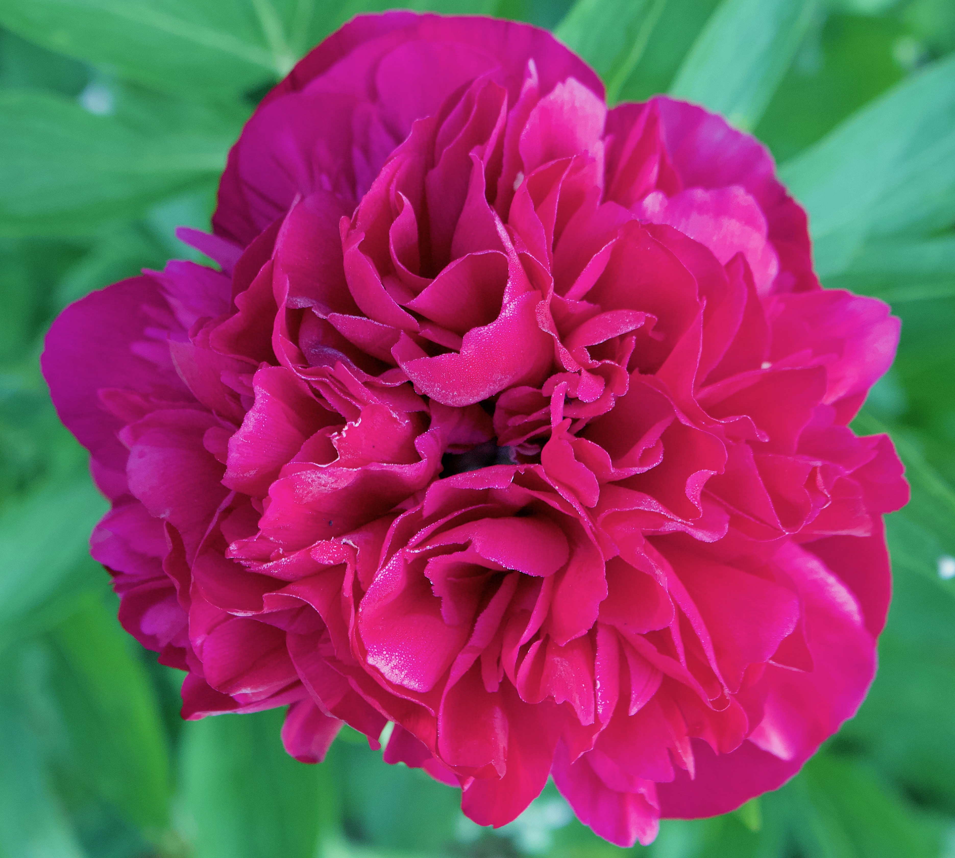 peony51218