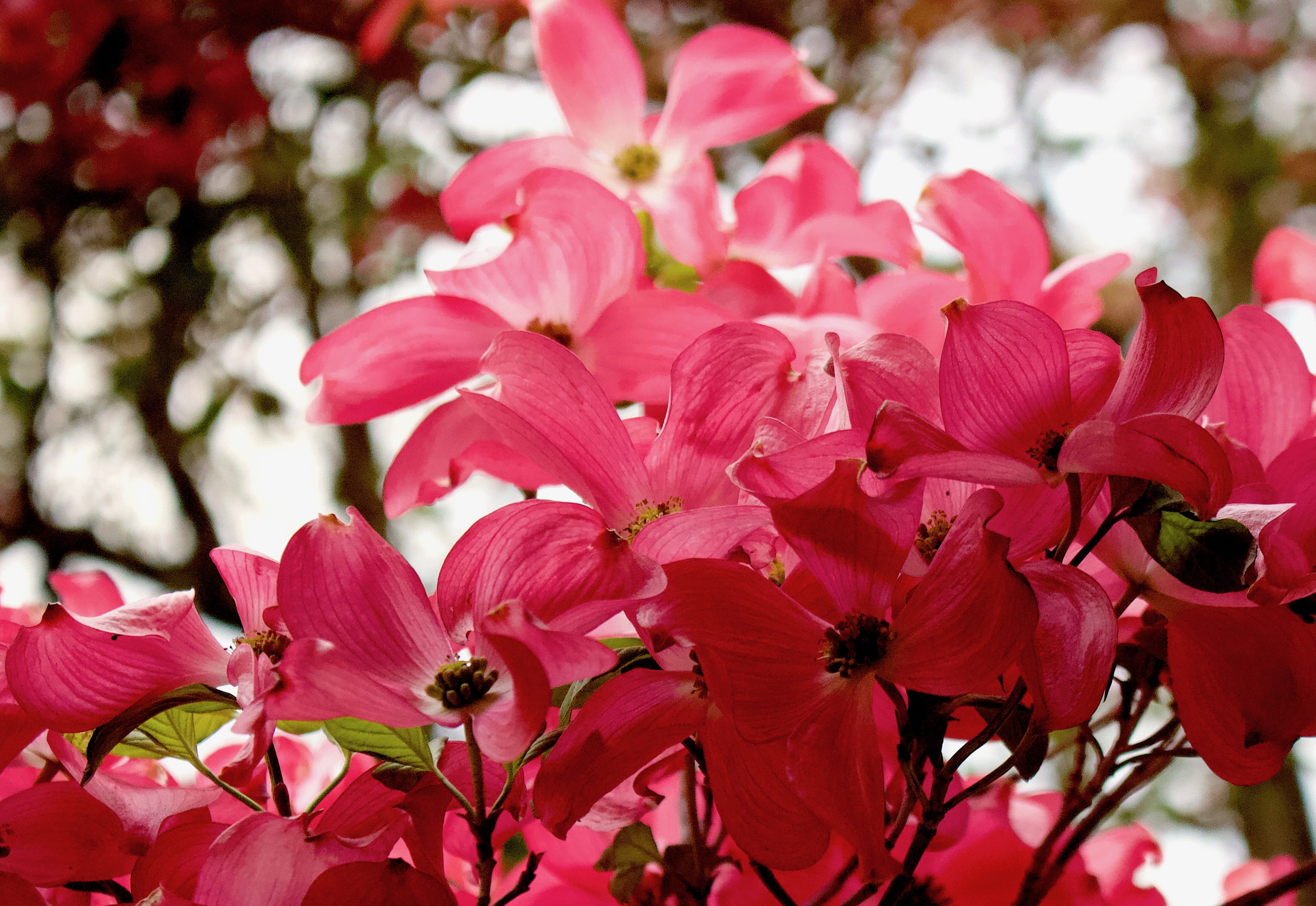 pinkdogwood5101811