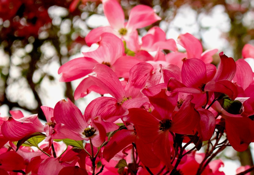 pinkdogwood5101811