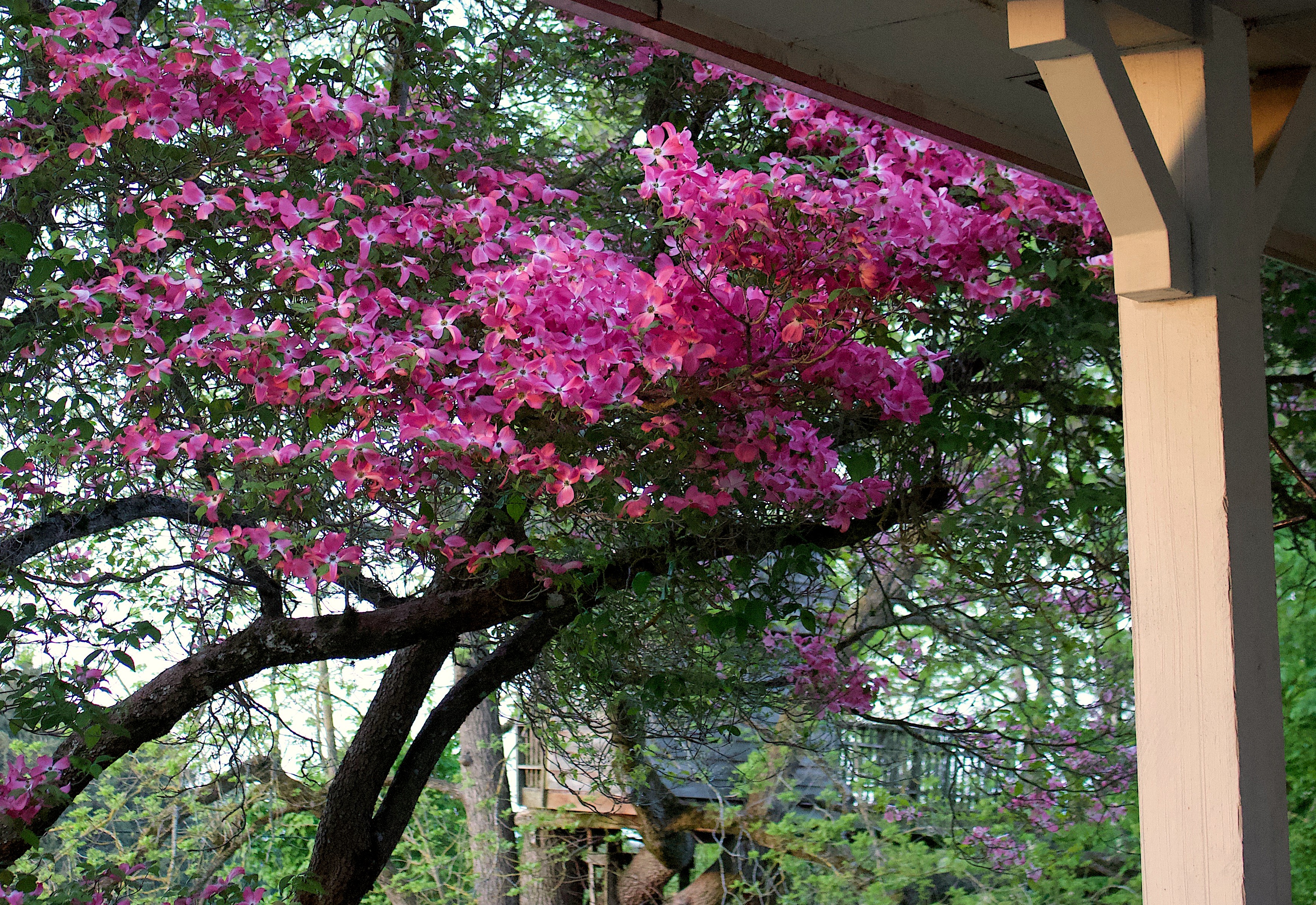 porchdogwoods
