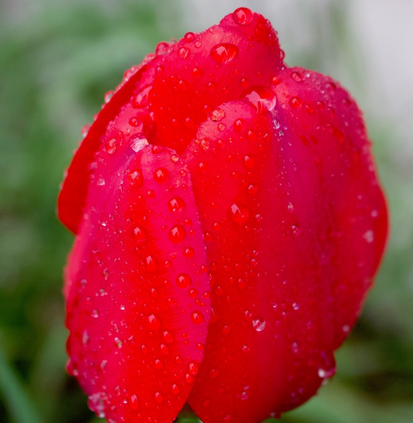 rainytulip4