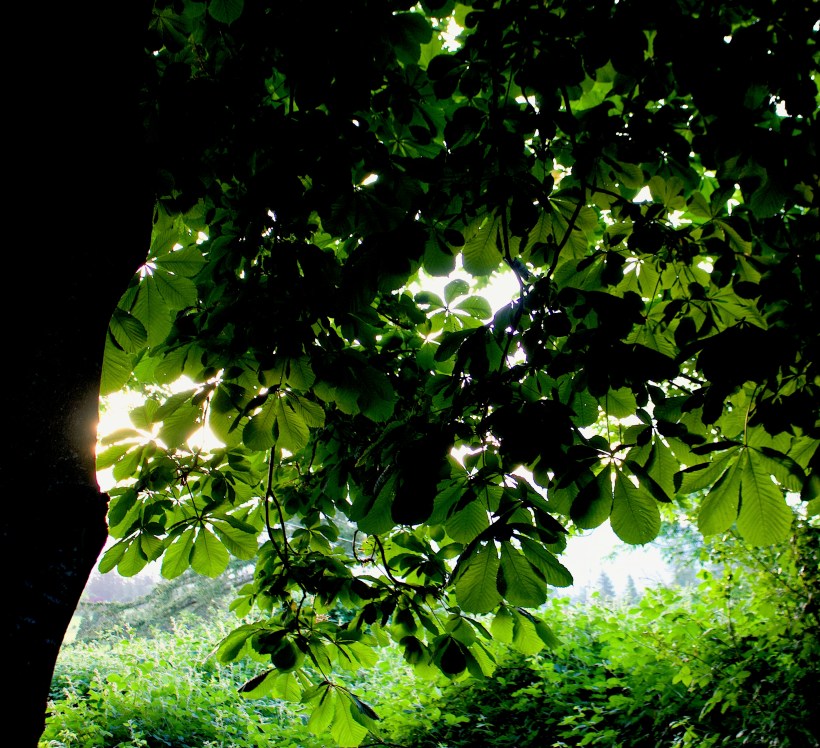 spreadingchestnuttree