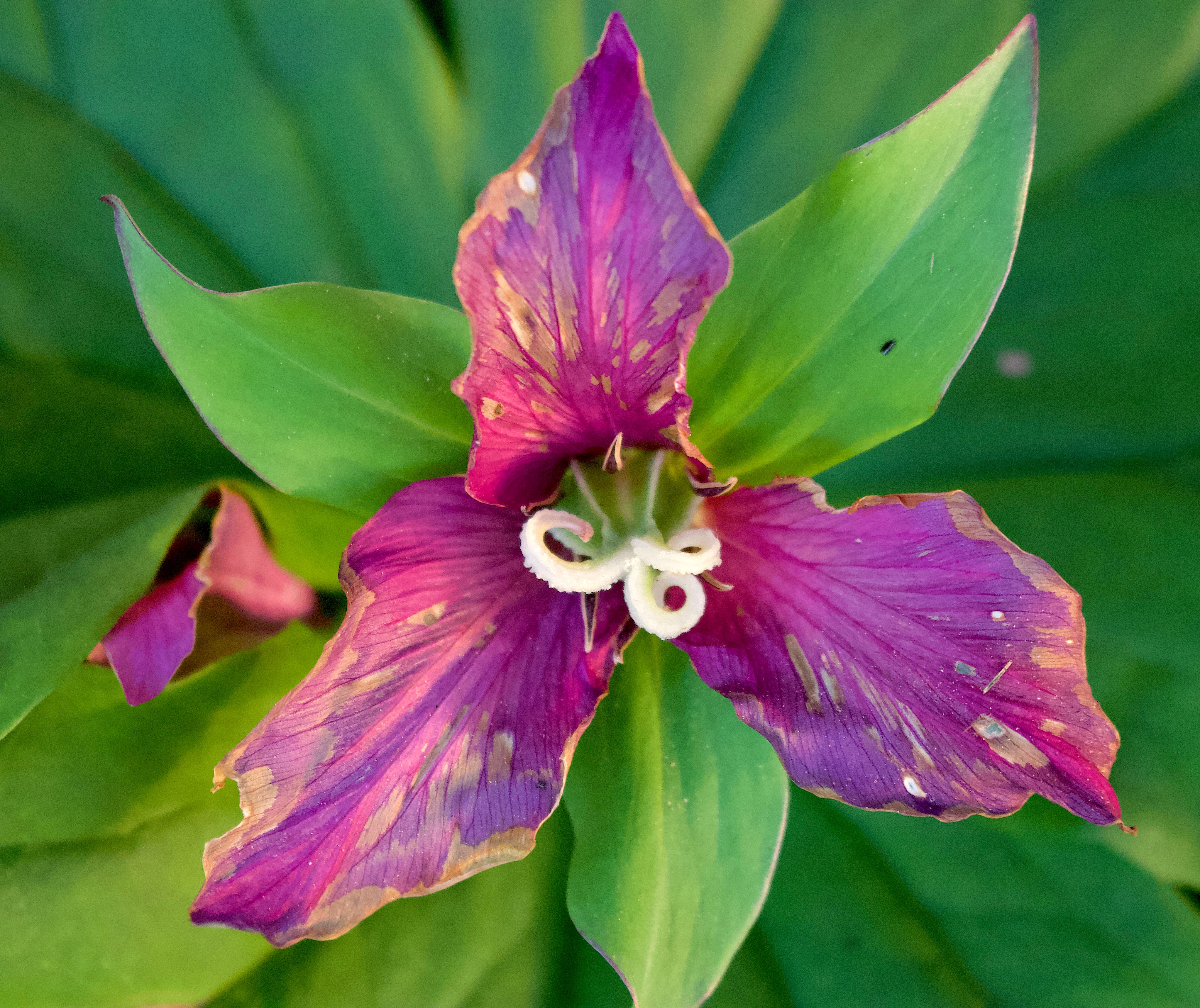 tiredtrillium