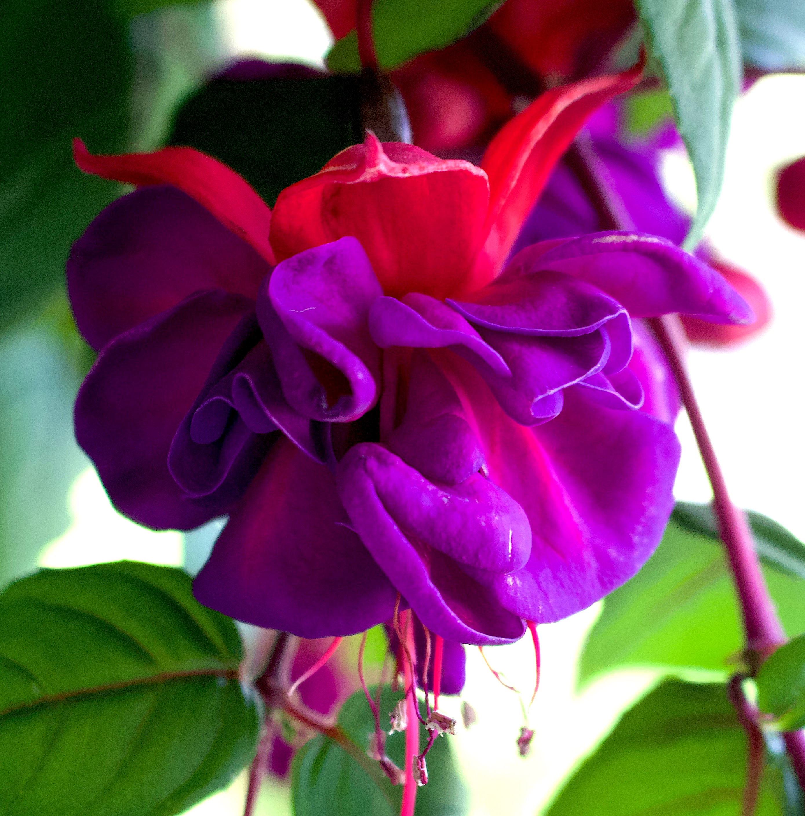 fuschia1