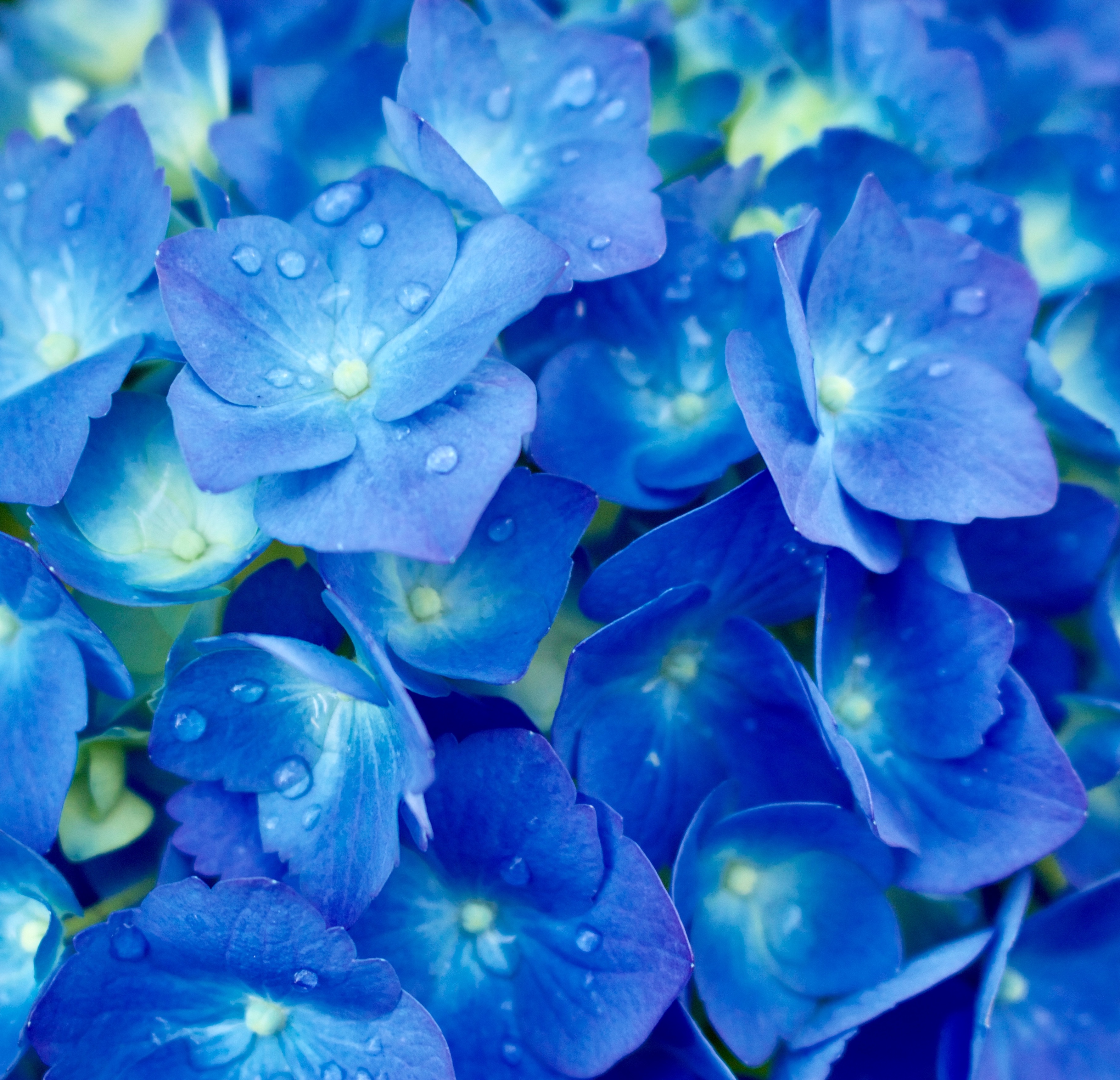 hydrangearainy