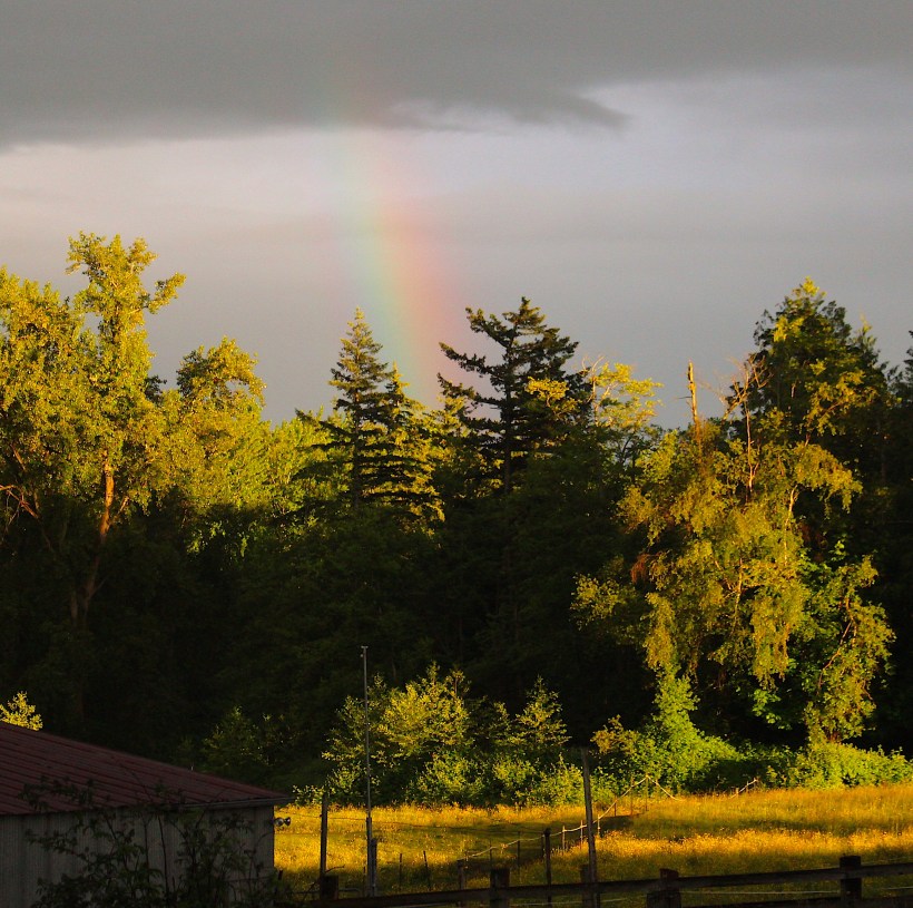 rainbowfields
