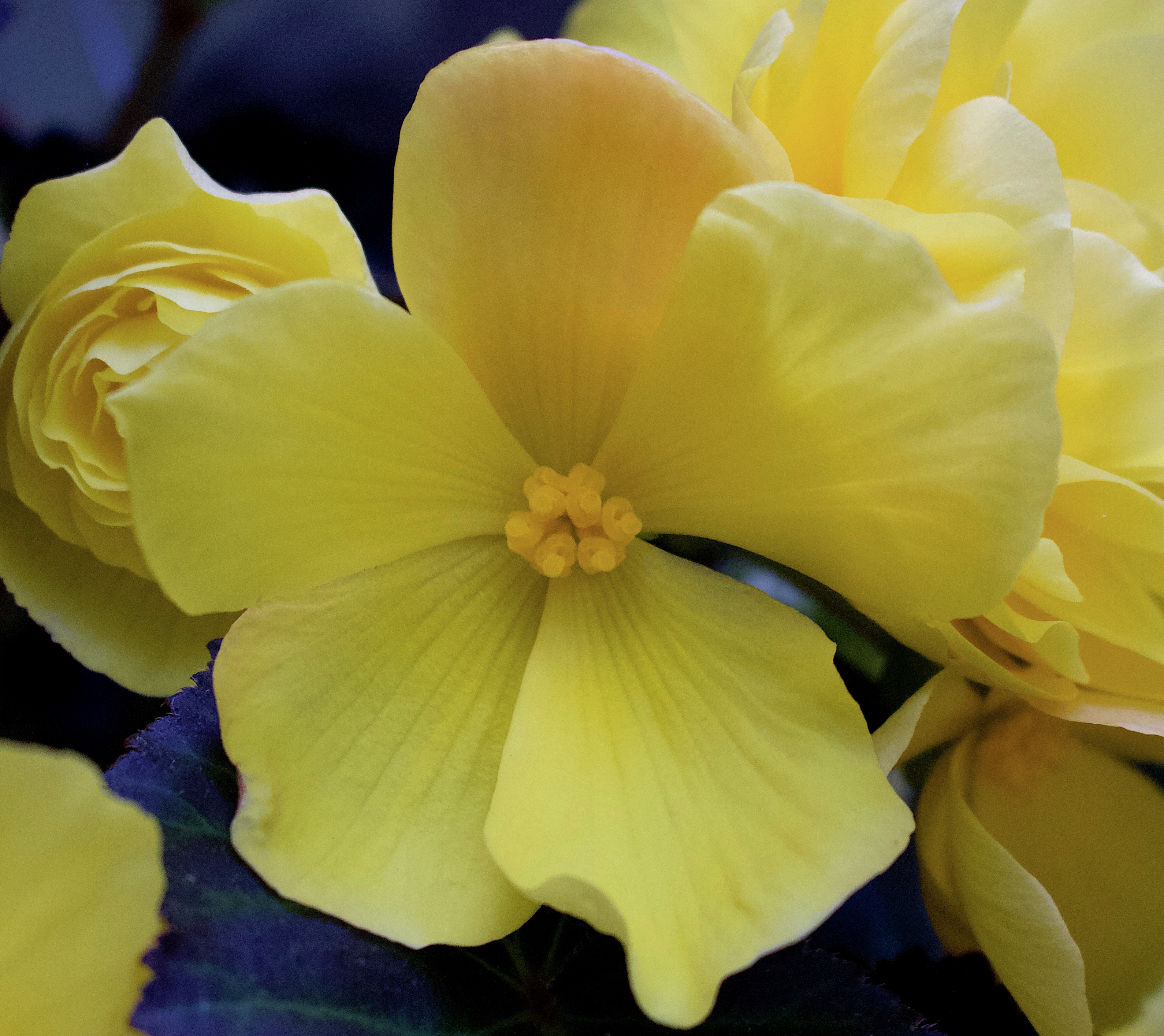 yellowbegonia4