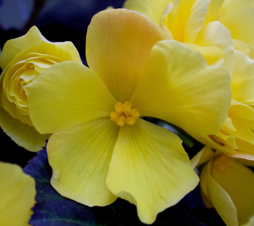 yellowbegonia4