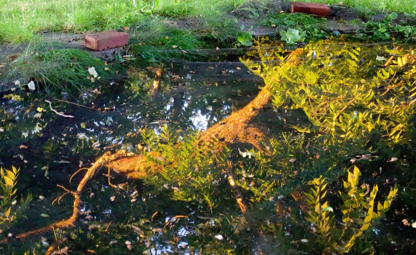pondtree