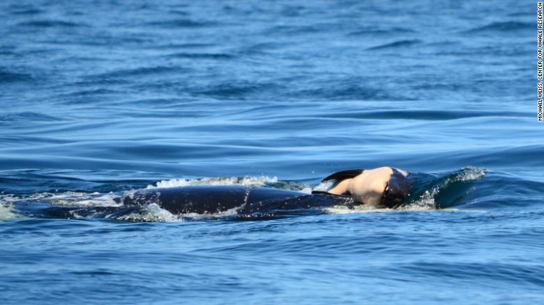 180727142642-killer-whale-orca-dead-baby-1-exlarge-169