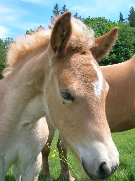 1910011_43283105461_7247_n