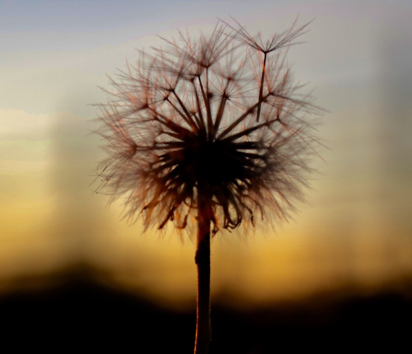 28CC7F89-799C-41A7-9EA0-32E05DBDFE2F