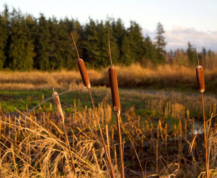 cattails1