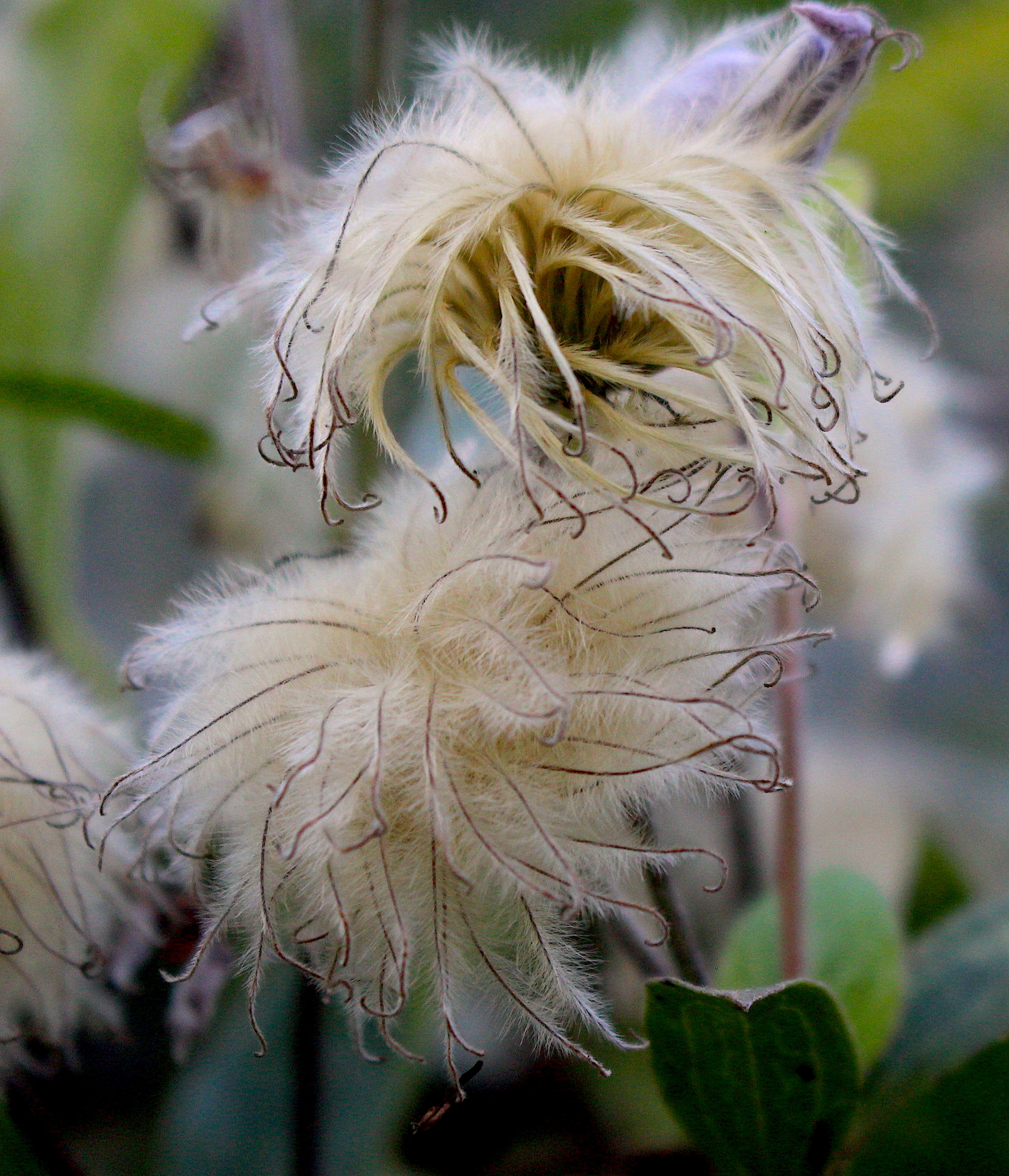 clematis2