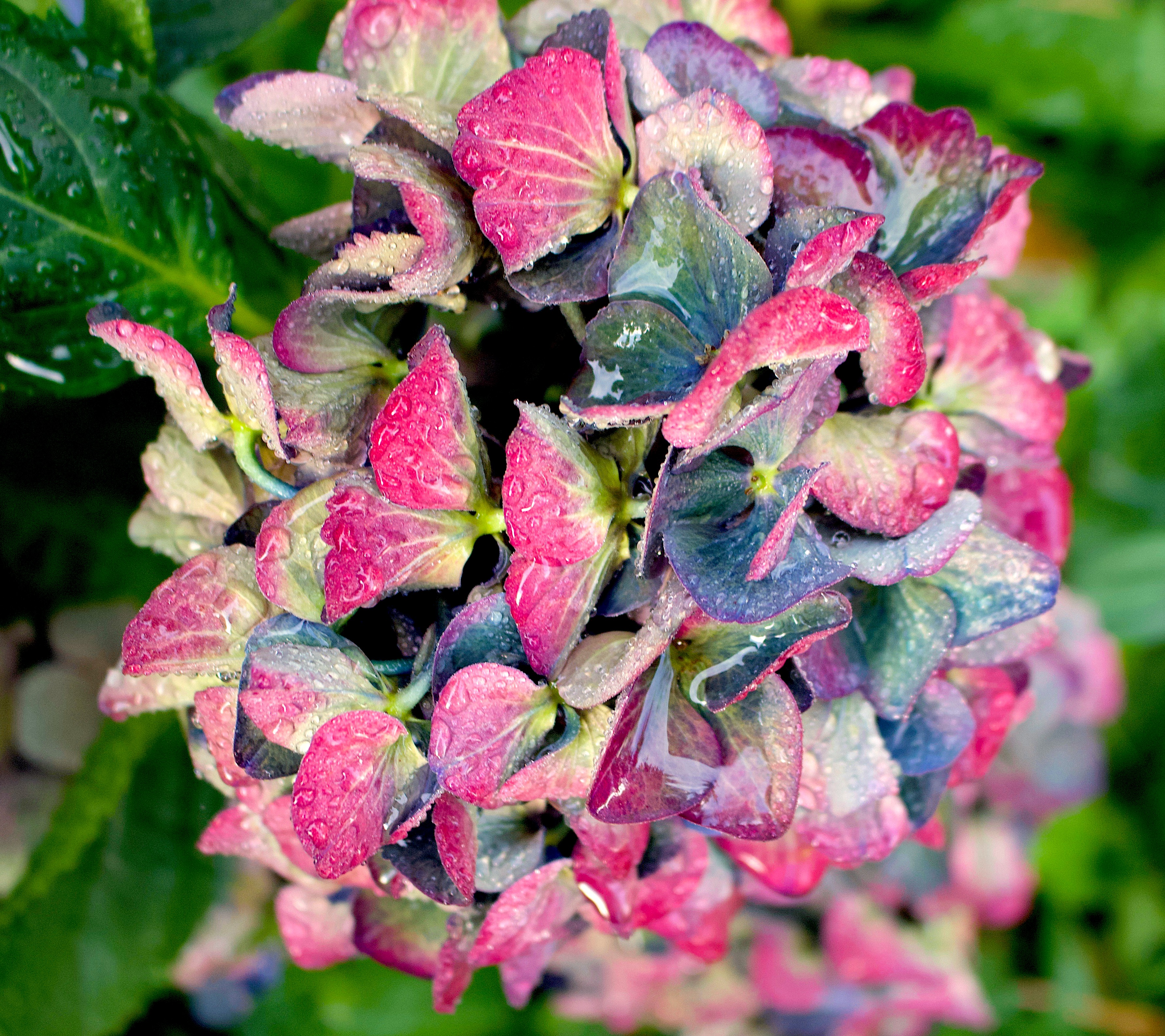 rainyhydrangea