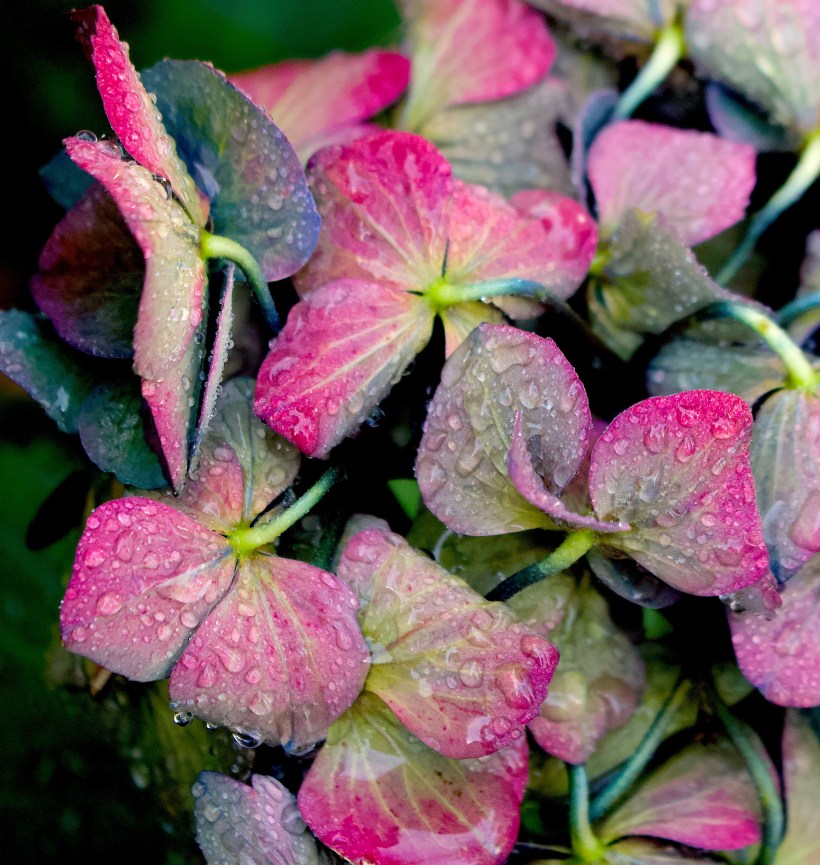 rainyhydrangea2