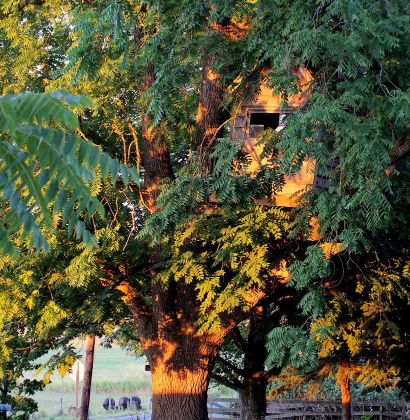 treehouse8728