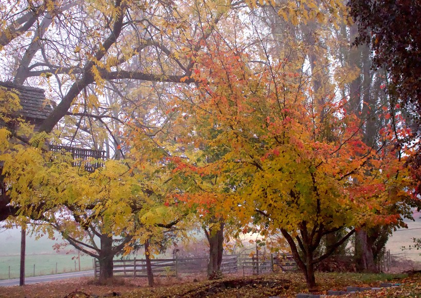 foggyfrontyard102018