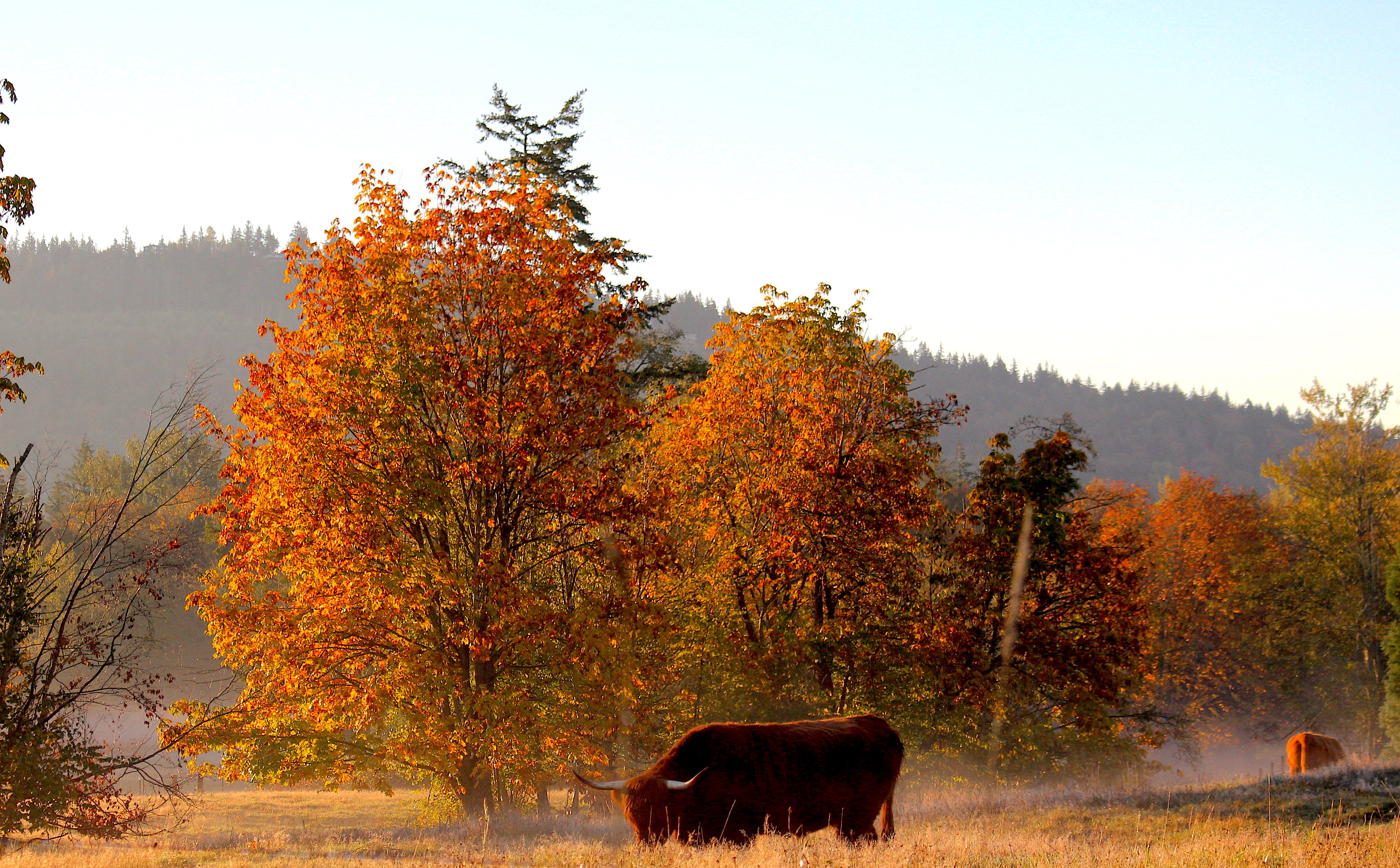 goldenmorning1013181