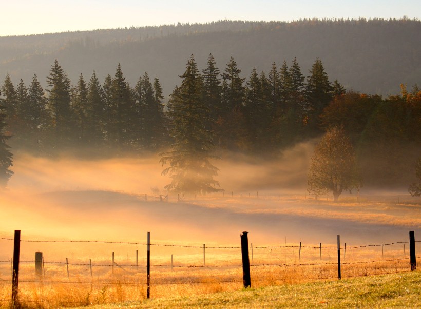 goldenmorning1013182