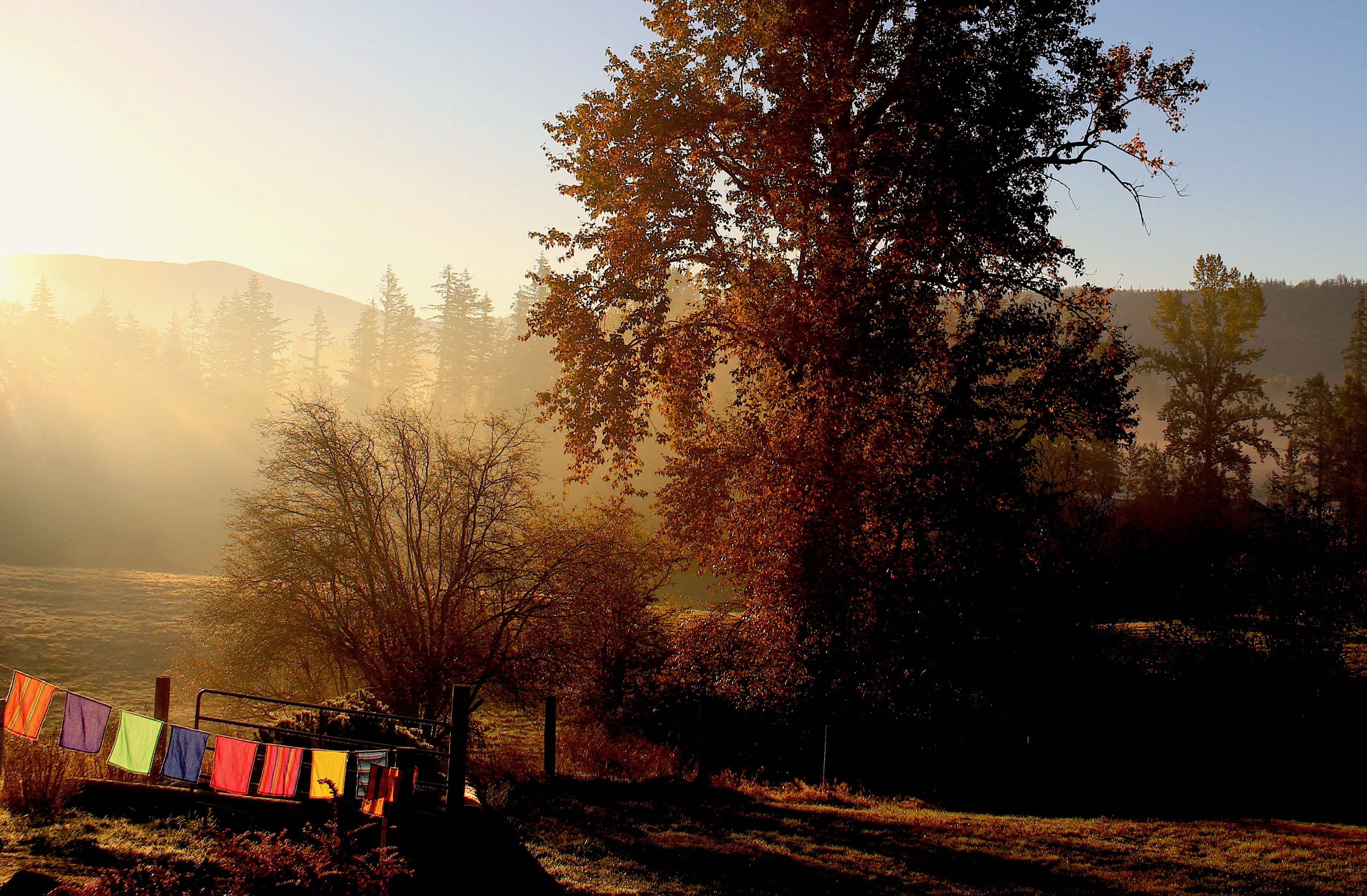 goldenmorning1013184