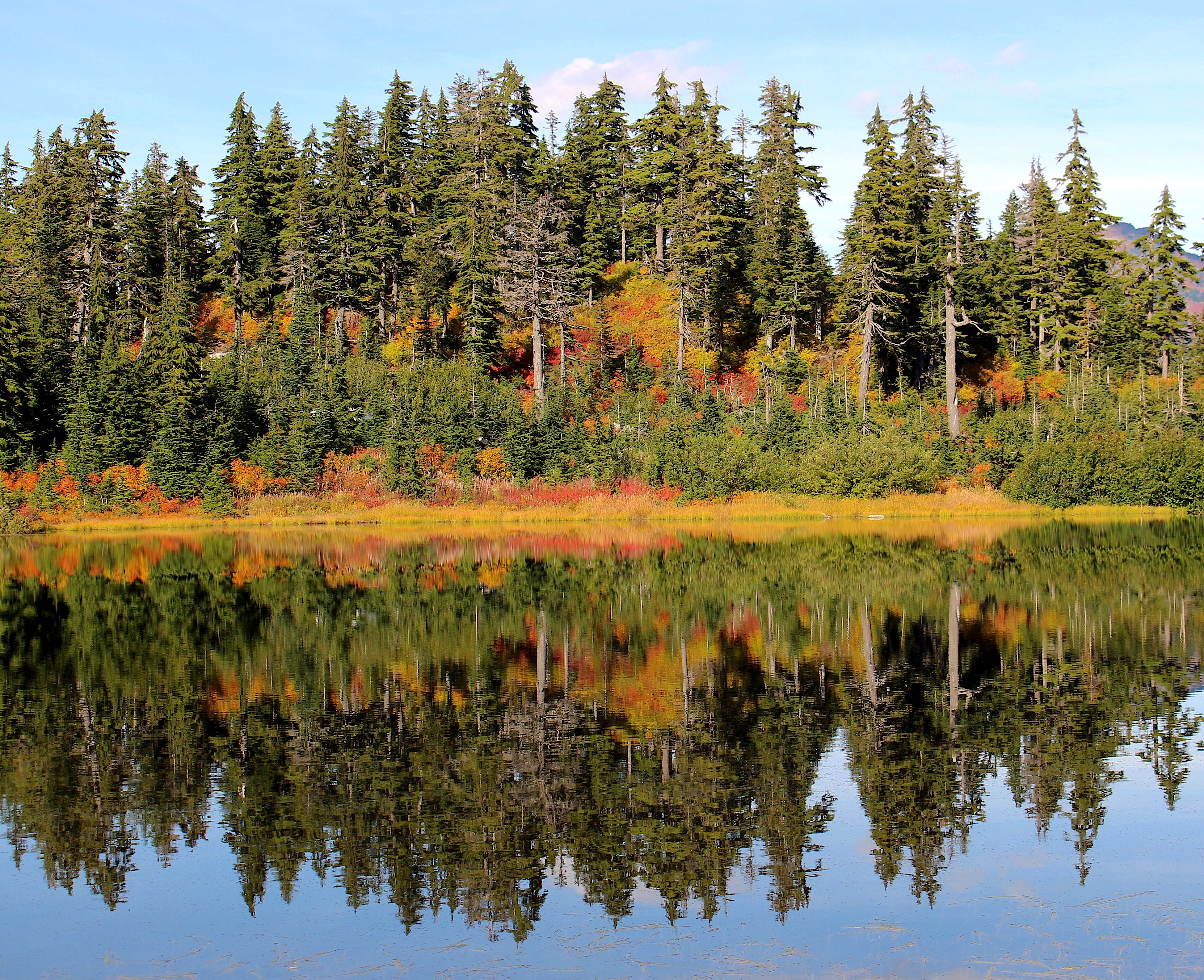 heathermeadowfoliage4