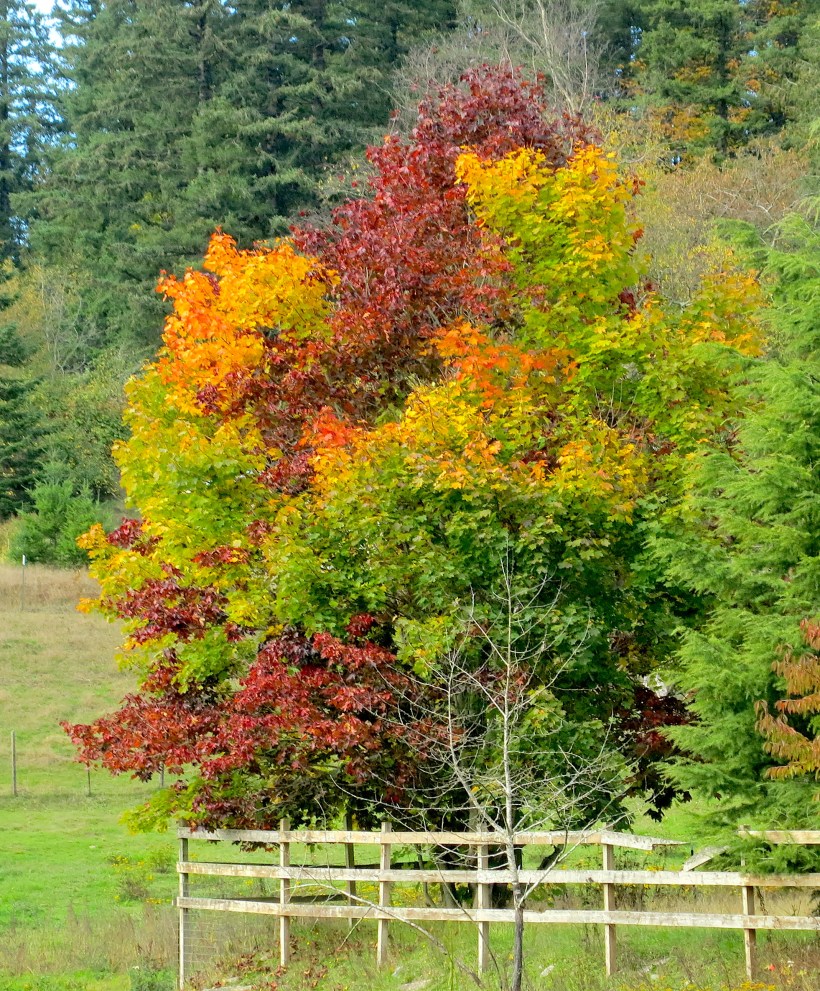 variegatedmaple