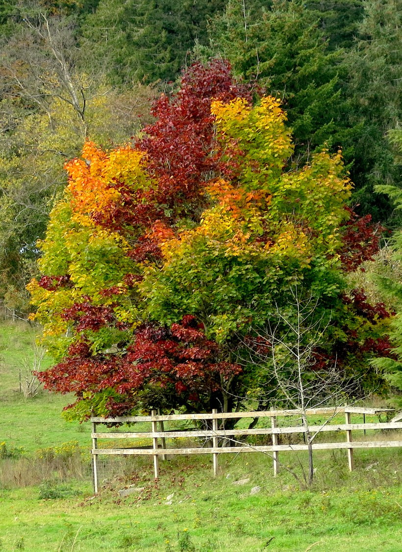 variegatedmaple2