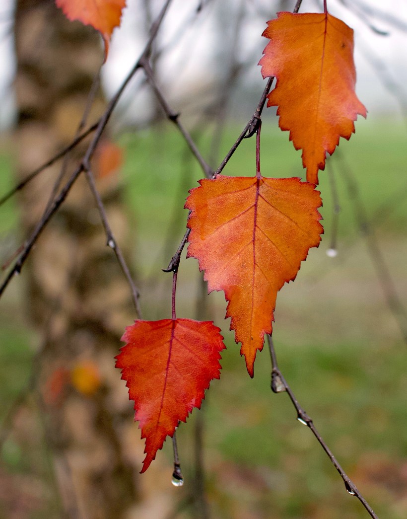 birchnovemberholdout