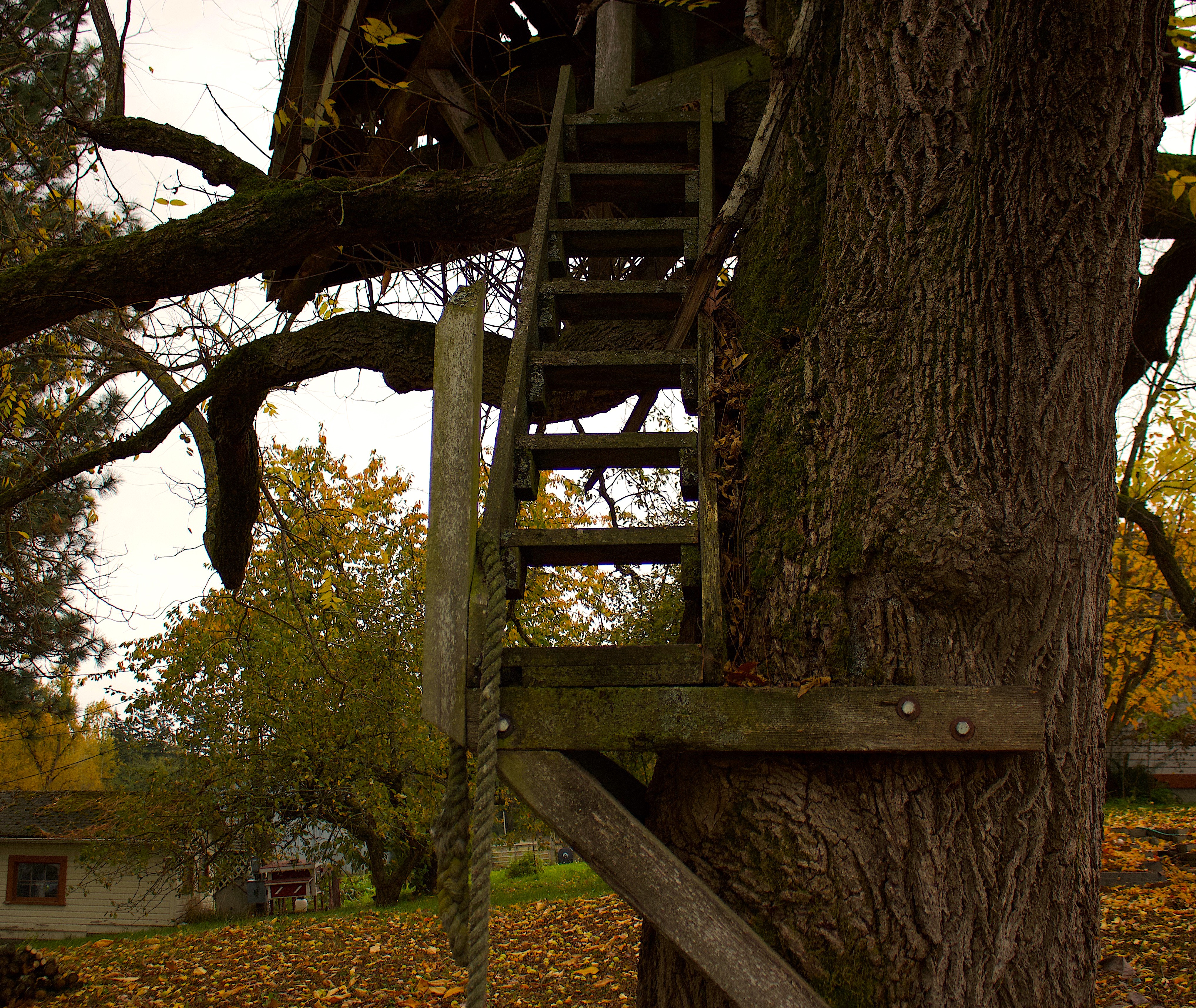 treehousesteps
