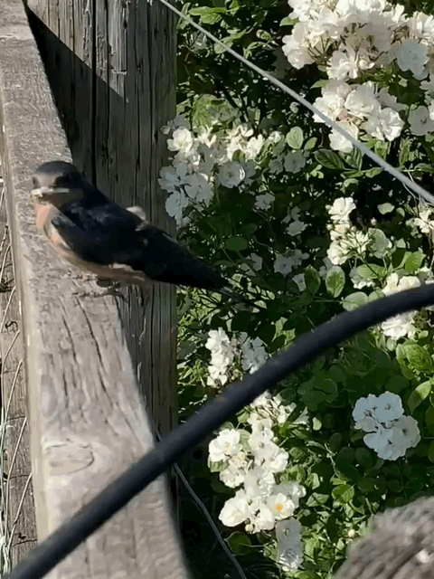 Video by Harry Rodenberger